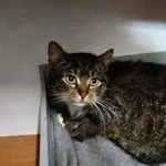 Znaleziono kota, Chojnice, 31 grudnia 2024