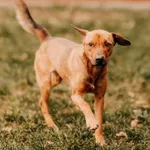 Pies do adopcji, Czartki, 3 stycznia 2025