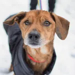 Znaleziono psa, Sosnowiec, 26 grudnia 2024