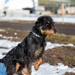 Znaleziono psa, Racławice, 2 stycznia 2025