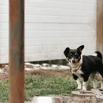 Pies do adopcji, Korabiewice, 4 stycznia 2025