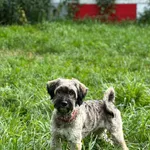 Pies do adopcji, Korabiewice, 4 stycznia 2025