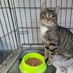 Znaleziono kota, Sosnowiec, 31 grudnia 2024