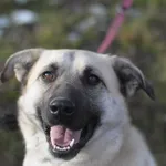 Pies do adopcji, Olsztyn, 16 grudnia 2024