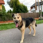 Pies do adopcji, Milanówek, 5 października 2024