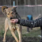 Pies do adopcji, Olsztyn, 16 grudnia 2024