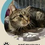 Znaleziono kota, Dąbrówka, 6 stycznia 2024