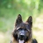 Znaleziono psa, Sosnowiec, 4 stycznia 2025