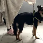 Znaleziono psa, Lublin, 8 stycznia 2025