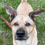 Pies do adopcji, Włocławek, 9 stycznia 2025