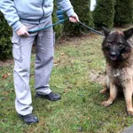 Pies do adopcji, Dębniak, 10 stycznia 2025