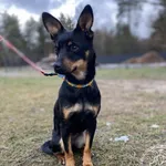 Pies do adopcji, Chełmek, 30 listopada 2024