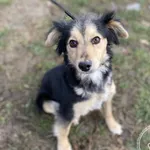 Pies do adopcji, Chełmek, 29 listopada 2024