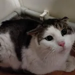 Znaleziono kota, Chojnice, 10 stycznia 2025