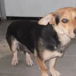 Znaleziono psa, Nowa Krępa, 9 stycznia 2025