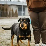 Pies do adopcji, Radom, 5 stycznia 2025