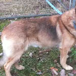 Znaleziono psa, Nowa Krępa, 13 grudnia 2024