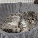 Znaleziono kota, Grudziądz, 16 lipca 2024