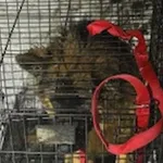 Znaleziono psa, Radom, 11 stycznia 2025