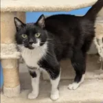 Znaleziono kota, Grudziądz, 15 grudnia 2024