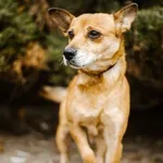 21.11.2024 - Folwarczna