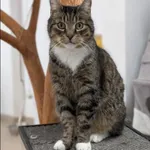 Znaleziono kota, Grudziądz, 17 grudnia 2024