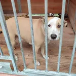 Pies do adopcji, Radom, 13 grudnia 2024