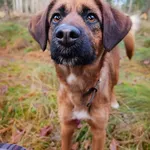 Pies do adopcji, Sosnowice, 30 października 2024