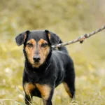 Mali - nieduża, łagodna sunia do pokochania!