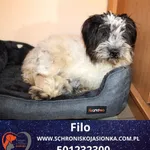 Filo