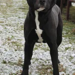 Pies do adopcji, Grudziądz, 8 stycznia 2025