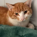 Znaleziono kota, Lublin, 13 stycznia 2025