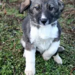 Pies do adopcji, Grudziądz, 7 stycznia 2025