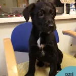 Mambo