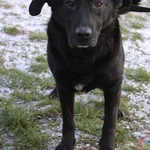 Pies do adopcji, Grudziądz, 2 stycznia 2025