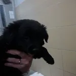 Pies do adopcji, Kraków, 12 stycznia 2025