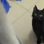 Kot do adopcji, Olsztyn, 3 sierpnia 2024