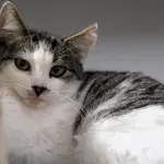 Kot do adopcji, Olsztyn, 7 października 2024