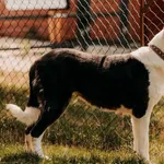 Pies do adopcji, Czartki, 15 stycznia 2025