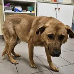 Pies do adopcji, Choszczno, 15 grudnia 2024