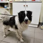 Pies do adopcji, Choszczno, 6 grudnia 2024