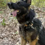 Znaleziono psa, Chojnice, 16 stycznia 2025