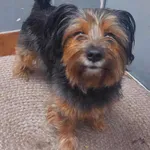 Znaleziono psa, Sosnowiec, 25 października 2024