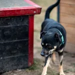 Znaleziono psa, Racławice, 11 stycznia 2025