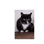 Znaleziono kota, Białystok, 26 listopada 2024