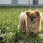 Pies do adopcji, Kraków, 4 stycznia 2025