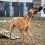 Znaleziono psa, Racławice, 18 stycznia 2025