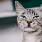 Znaleziono kota, Sosnowiec, 30 lipca 2024