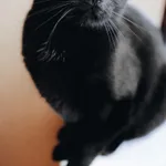 Kot do adopcji, Sosnowiec, 10 maja 2024