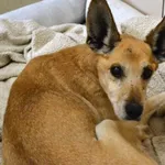 Pies do adopcji, Chełmek, 3 listopada 2024